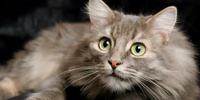 Сибирская кошка: стандарты 🐈 породы и внешности, характер, уход, фото