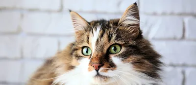 Сибирская кошка: гордая, смелая, ловкая и дружелюбная / Оффтопик / iXBT Live