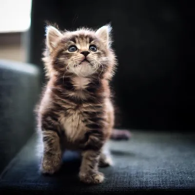 Сибирская кошка: фото, видео, описание породв, характера