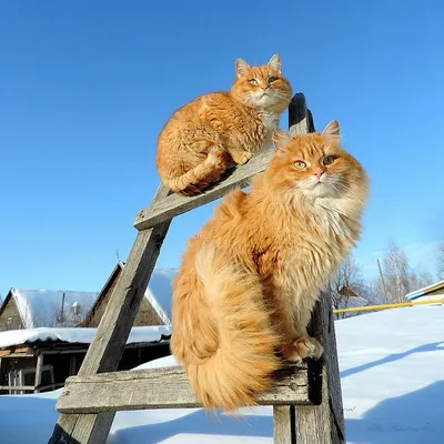 Пушистые шары». Британцев удивили морозоустойчивые сибирские котики - |  24.KG