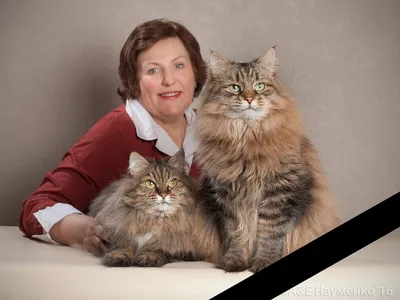Роскошные коты с сибирской фермы «Кошляндия» влюбили в себя интернет