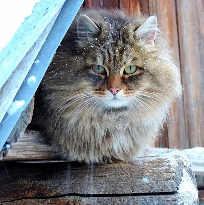 Сибирские котята. Помет G2 - Сибирские кошки. Питомник Ангара