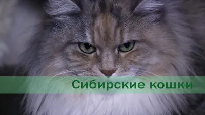 сибирские кошки и коты недорого в Москве +79262331221 Crown of siberia