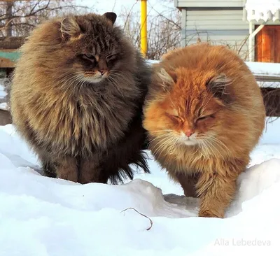О питомнике - Сибирские кошки. Питомник Ангара