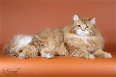 Сибирские кошки ждут весну в чудесных фотографиях Аллы Лебедевой | Сибирские  кошки, Котята, Кошки