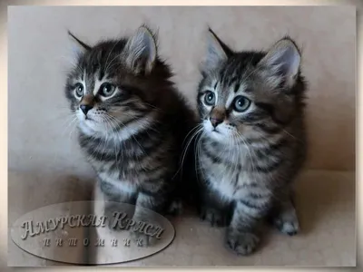 Сибирские коты стоковое изображение. изображение насчитывающей котенок -  39513703