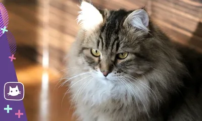 Суровые сибирские коты идут по …» — создано в Шедевруме