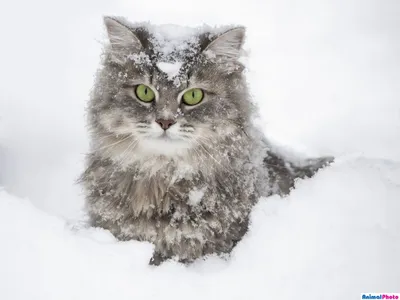 Сибирские кошки - YouTube