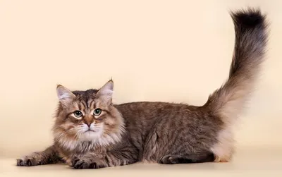 Siberian kittens/Сибирские котята | Facebook