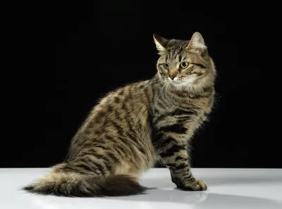 Сибирские котята | Амурская Краса