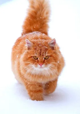 😻Сибирский кот: любимец Россиян | Нос, хвост, лапы | Дзен