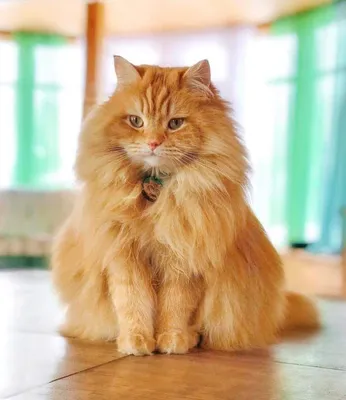 Сибирские кошки в Москве — 52 объявления о продаже, в добрые руки, в дар на  Kinpet