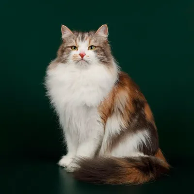 Красивые серые сибирские коты Стоковое Изображение - изображение  насчитывающей посмотрите, млекопитающее: 68999005