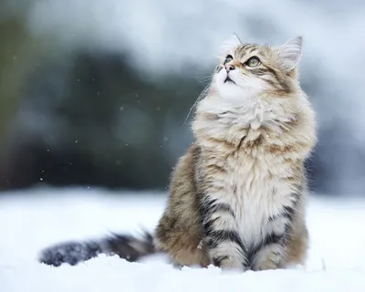 Сибирская кошка: история и описание породы, характер, где купить, фото,  цена, питомники породы, характеристики и отзывы владельцев.