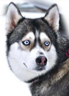 Сибирский хаски - собака из Сибири | Ты и я - одной крови. | Дзен