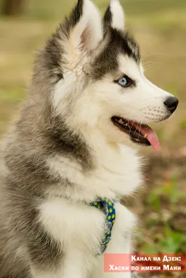 Сибирские хаски: 5 фактов про самую русскую породу собак (ФОТО) | Узнай  Россию | Дзен