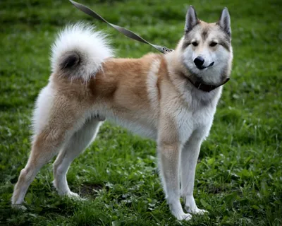 Сибирская хаски-собака на природе стоковое фото ©Bigandt 94542378