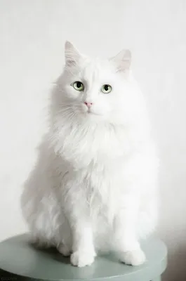 Сибирский белый кот фото фотографии