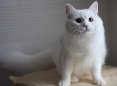 Белый сибирский кот в тумане» — создано в Шедевруме