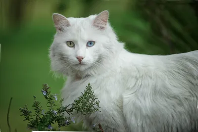 Сибирская порода кошек