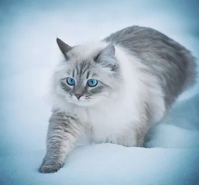 Сибирский белый кот, морда в …» — создано в Шедевруме