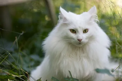 большая белая кошка сибирской породы. взрослый красивый белый кот. Стоковое  Изображение - изображение насчитывающей цвет, сторона: 233926529