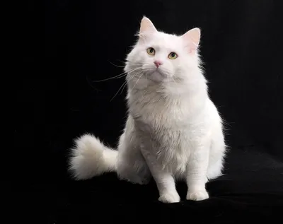 Белый сибирский кот стоковое изображение. изображение насчитывающей  принимает - 194535931