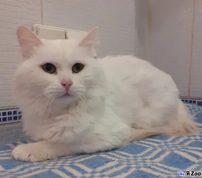 Сибирская кошка белая котенок - картинки и фото koshka.top