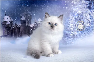 Белый сибирский кот (44 лучших фото)