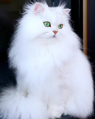 Черно белая сибирская кошка - 63 фото