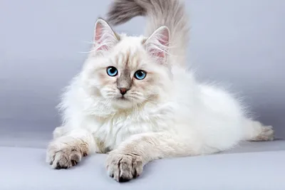 Белый сибирский кот l стоковое изображение. изображение насчитывающей мило  - 118142159