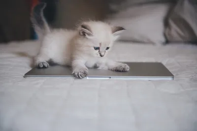 Белый чеширский сибирский кот с …» — создано в Шедевруме