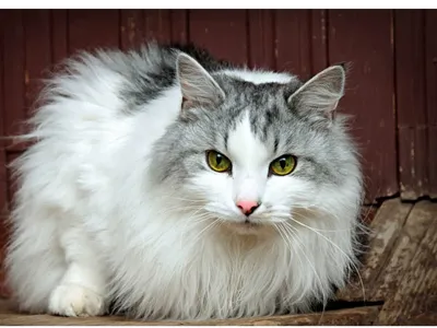 Барсик большой - черно-белый кот — ЗООшанс