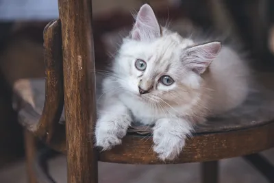 Арт Сибирский кот белый - 68 фото