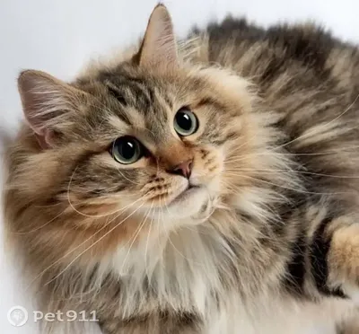Продается сибирский кот Геспер Белое золото Невы купить 10000 руб. №95863 -  птичий рынок ЭКЗОТИКА
