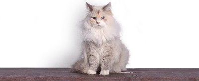 Белый кот с голубыми глазами - 76 фото