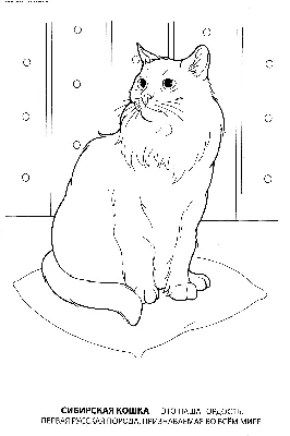 Рыже белый сибирский милый кот, с …» — создано в Шедевруме