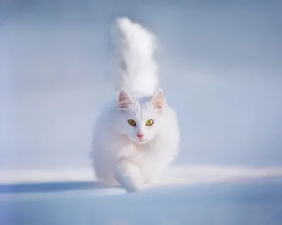 Пушистый белый сибирский кот на синем фоне Стоковое Изображение -  изображение насчитывающей шерсть, довольно: 175843835