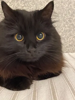 Черный сибирский кот - 64 фото