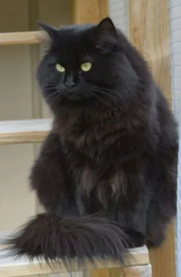 Сибирский кот черный - 72 фото
