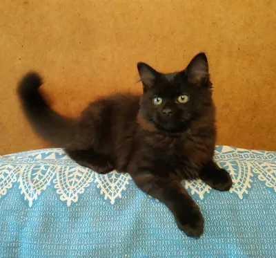 Черная сибирская кошка - 70 фото