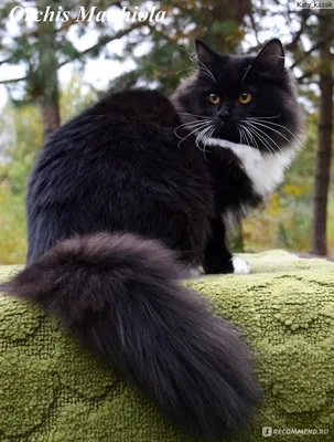 Сибирский черный кот фото фотографии