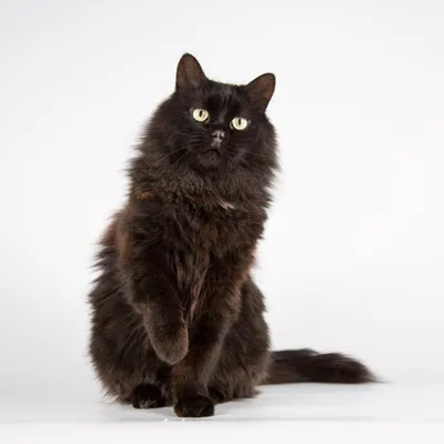 Сибирский котенок - черный котик – купить с рук, город Москва