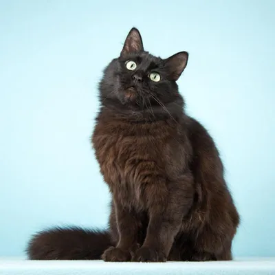 Сибирская черно-бурая кошка без кончика носа – купить в Москве, бесплатно,  продано 28 декабря 2020 – Кошки