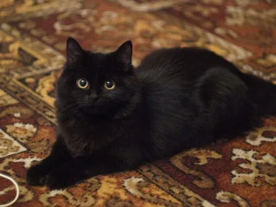 💛 Мишка 💛 черный пушистый сибирский кот – купить в Москве, цена 300 руб.,  продано 7 марта 2022 – Кошки