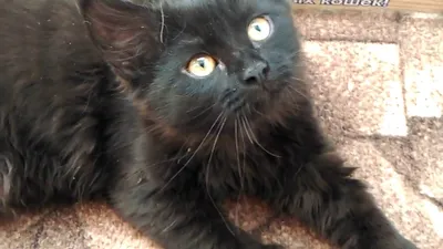 Картинки - Черный сибирский кот лежит на ковре