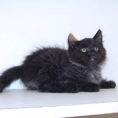 Черный сибирский котик из питомника, возраст 1 месяц 12 дней - YouTube