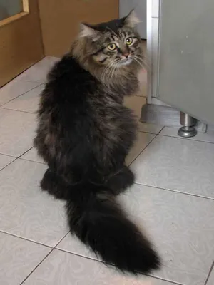 Сибирская кошка черного окраса - картинки и фото koshka.top