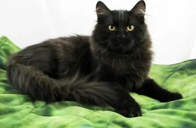 Черный пушистый сибирский кот Стоковое Фото - изображение насчитывающей  уплотнение, красивейшее: 183045374
