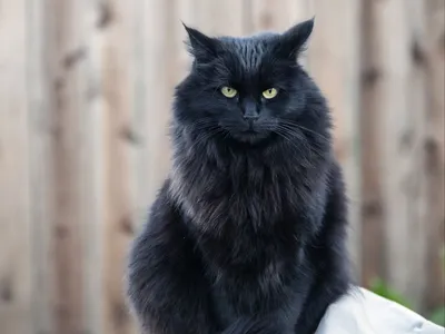 Бомбейский кот сибирский кот Черный кот, черный кот, разное, млекопитающее,  кошка png | PNGWing